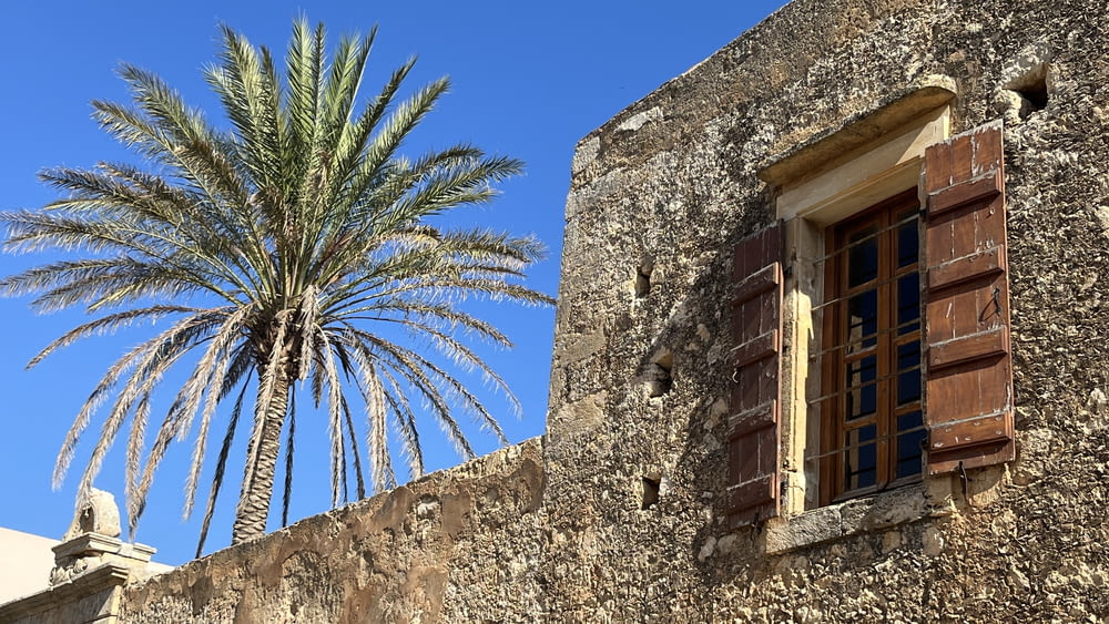 a palm tree in front of a stone building