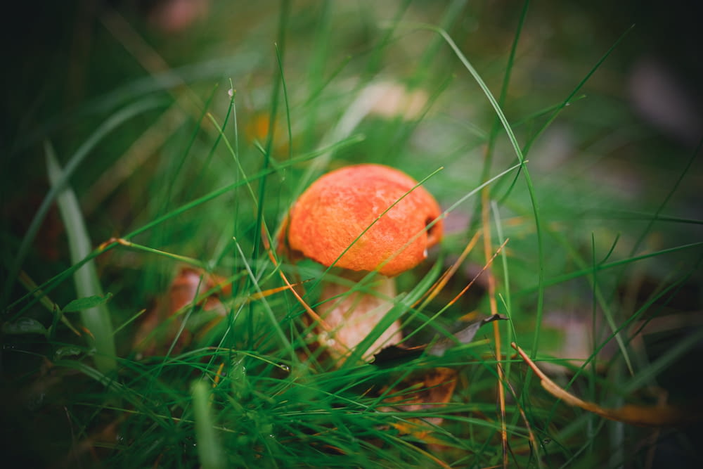 a small orange mushroom sitting on top of a lush green field