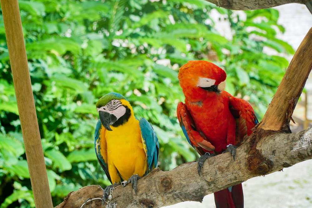 two colorful parrots perched on a tree branch