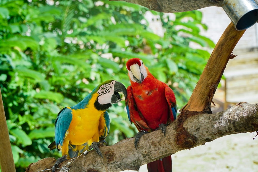 a couple of colorful birds perched on top of a tree branch
