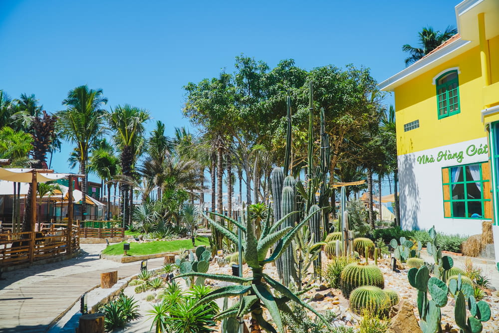 a yellow building with a cactus garden in front of it