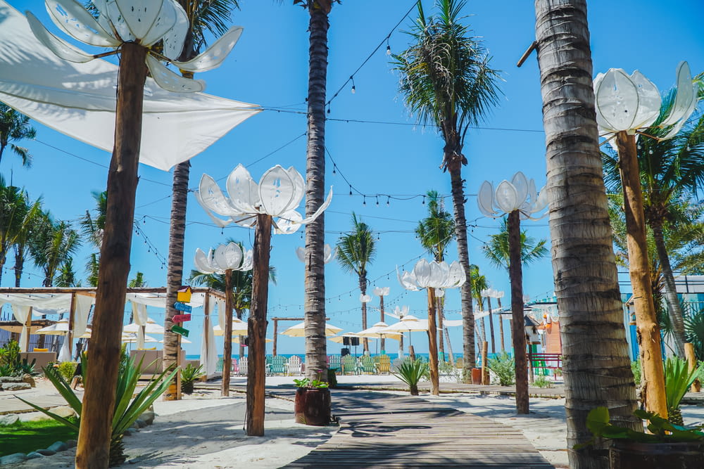 a walkway lined with palm trees next to the ocean