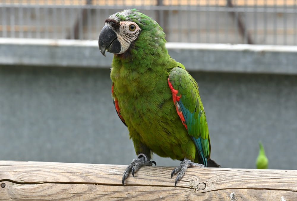 a green parrot sitting on top of a wooden fence