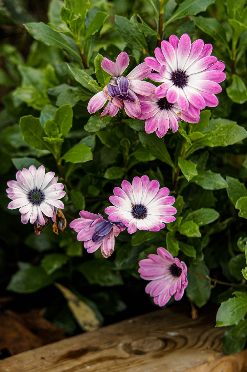 a group of pink and white flowers in a garden
