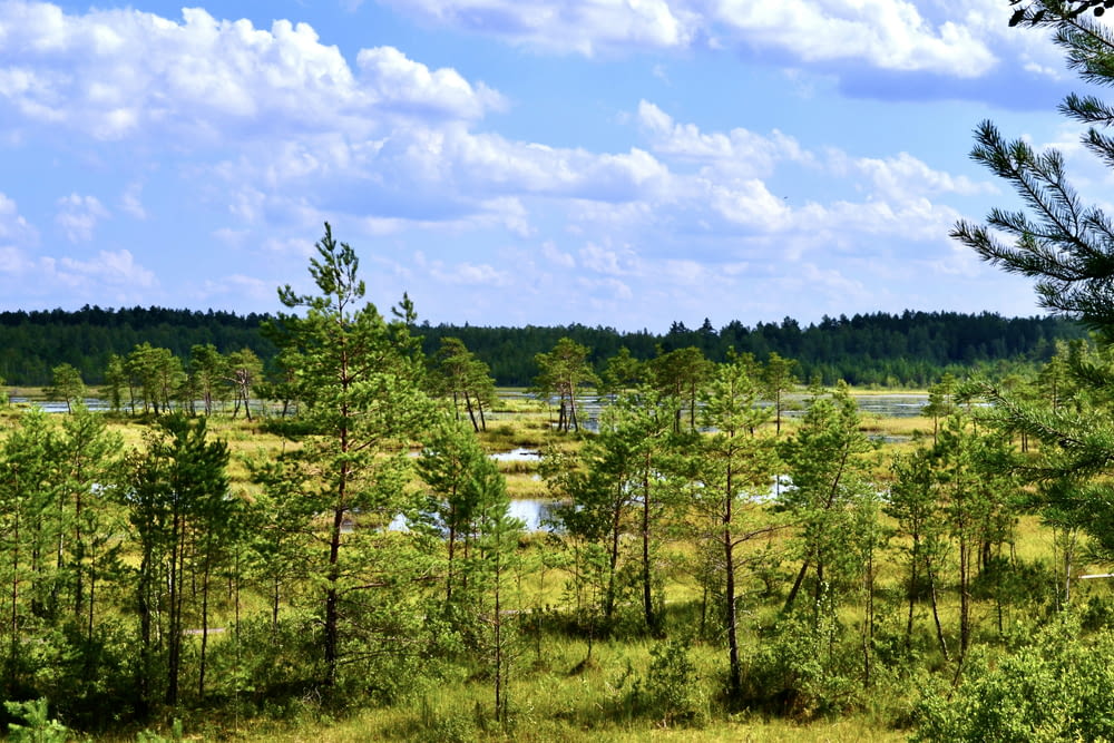 a view of a field with trees and water in the distance