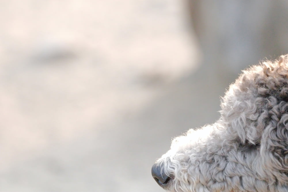 a close up of a dog's head with a blurry background