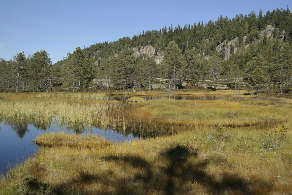 a small pond surrounded by tall grass and trees