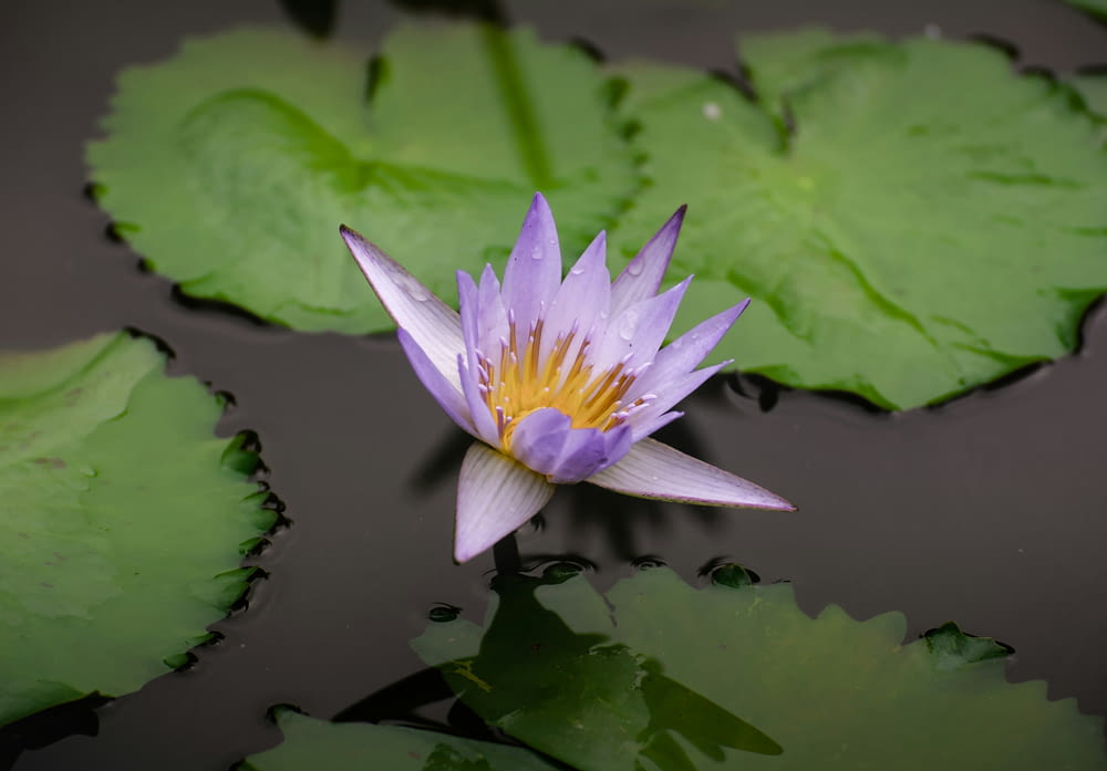 緑の葉に囲まれた池の紫色の睡蓮