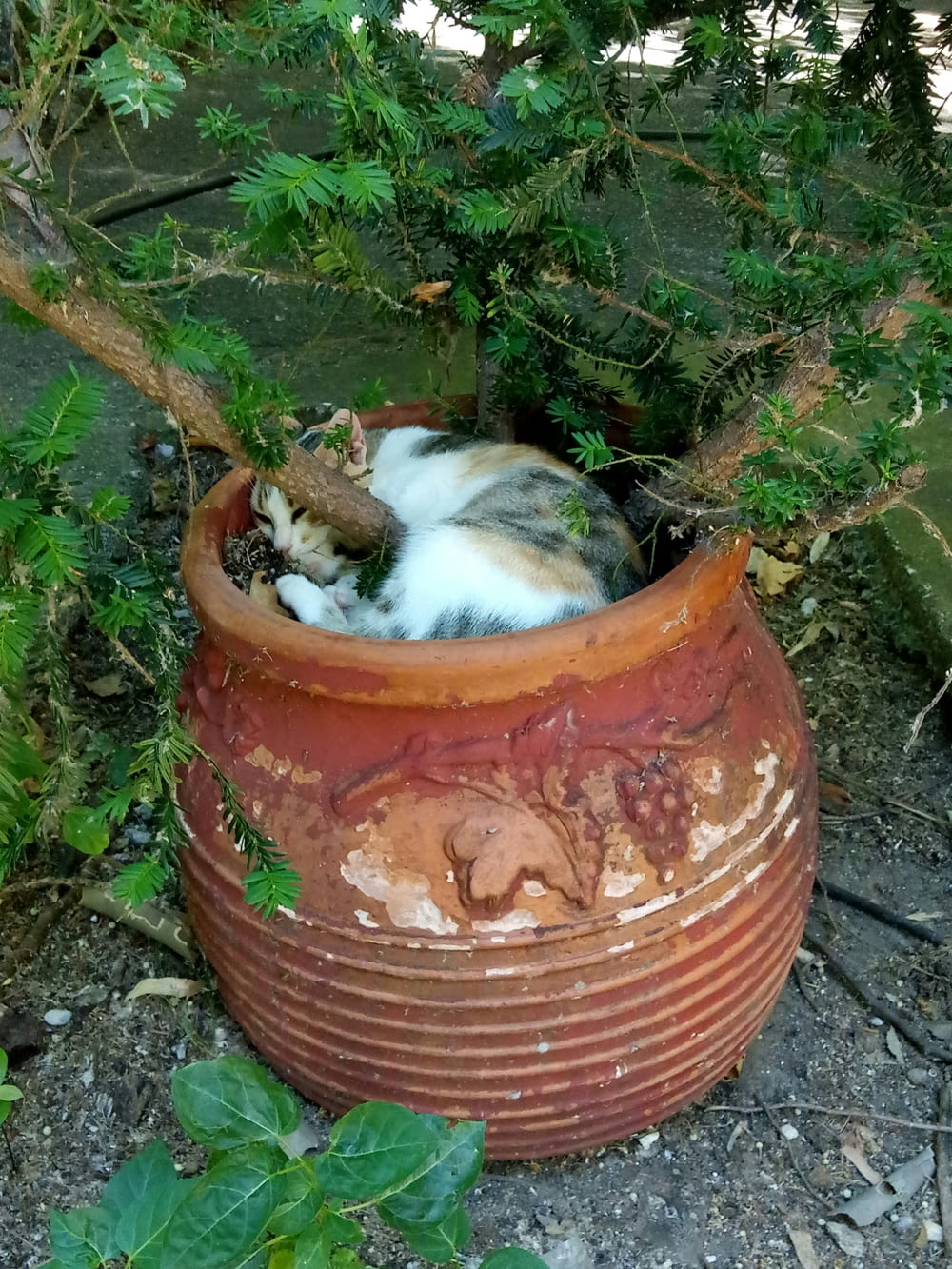 a cat curled up in a pot on the ground