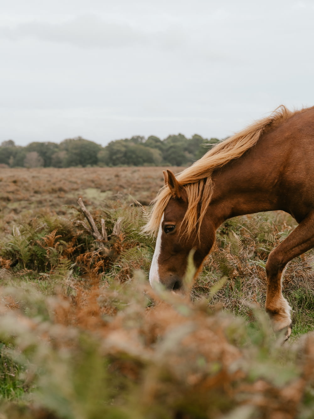 a brown horse walking through a lush green field