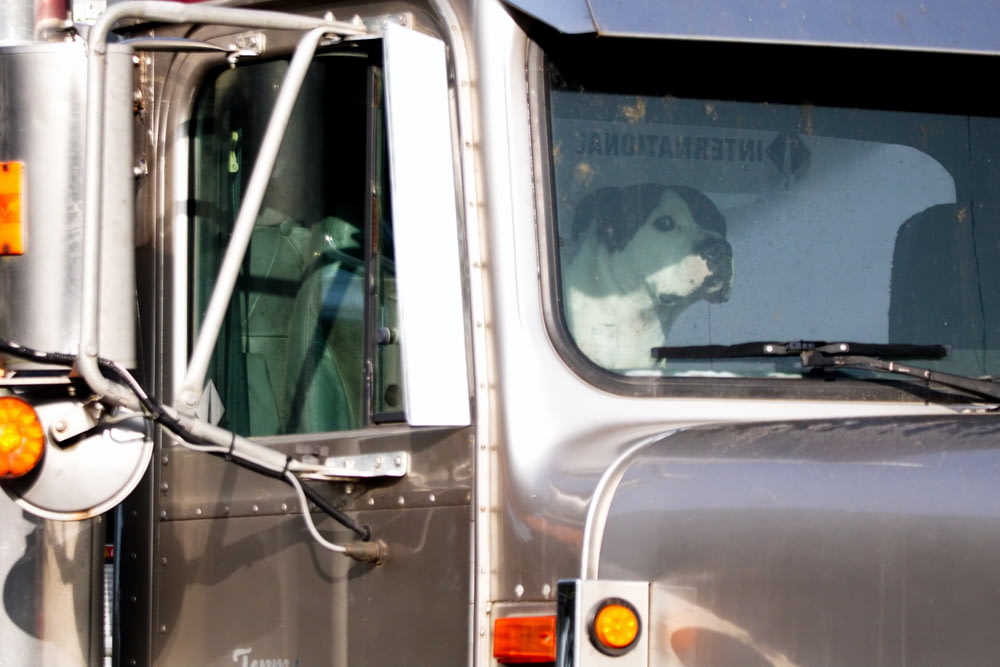 a dog sitting in the driver's seat of a truck