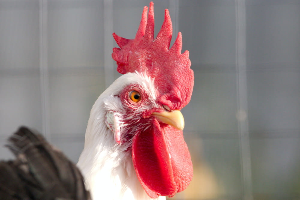 a close up of a rooster's head with a building in the background