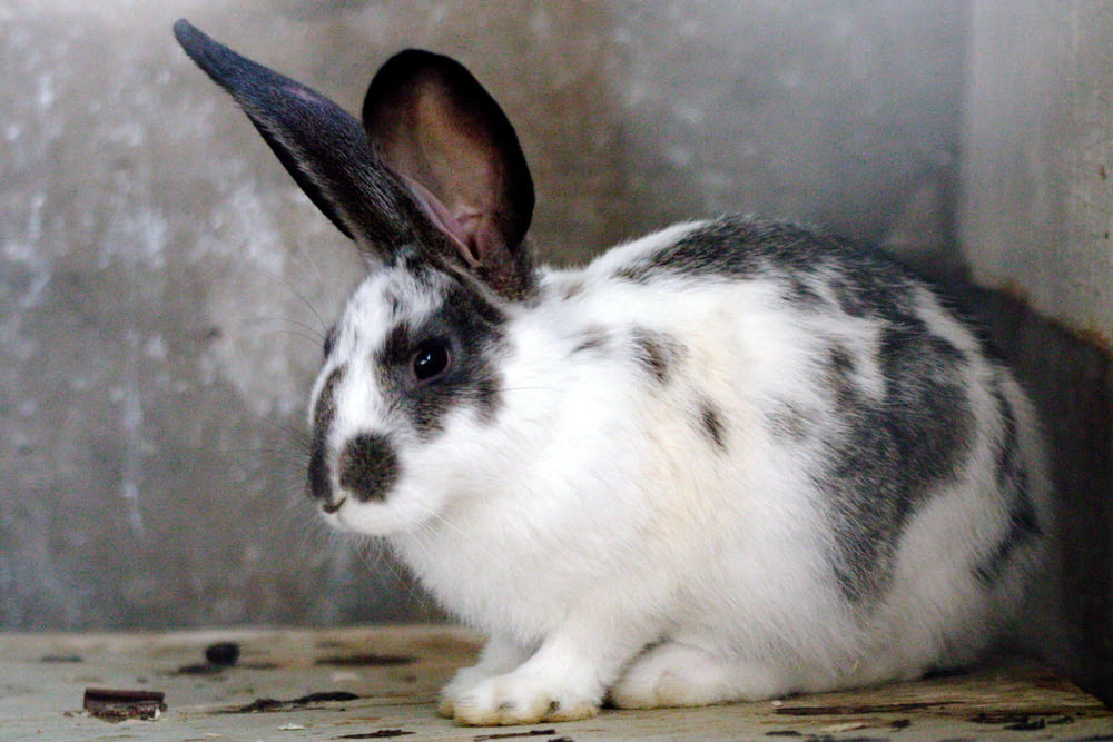a black and white rabbit sitting on top of a wooden floor