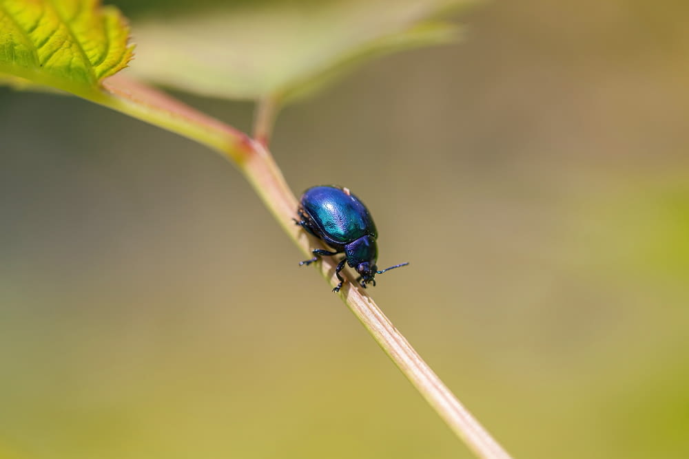 a blue beetle sitting on top of a green leaf