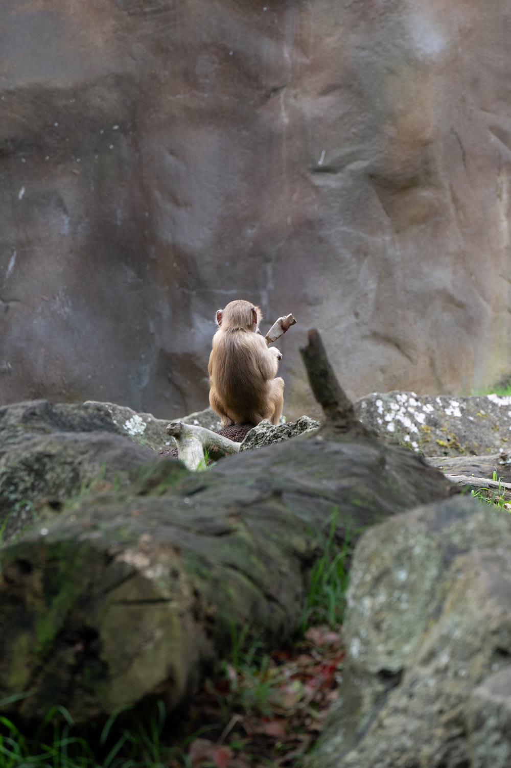 Un mono sentado en la cima de una gran roca