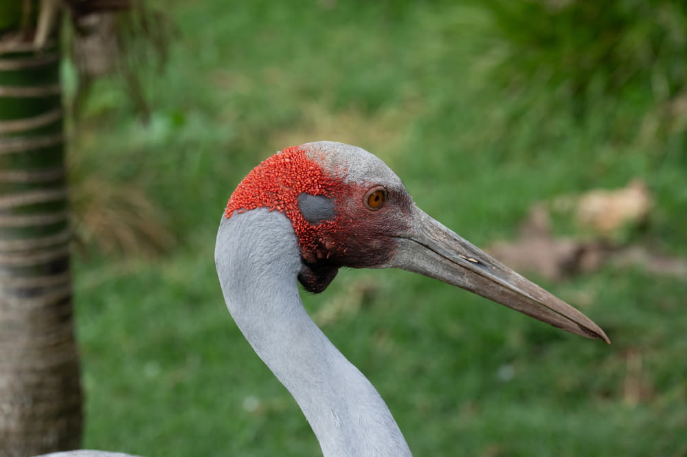 Un primer plano de un pájaro con la cabeza roja
