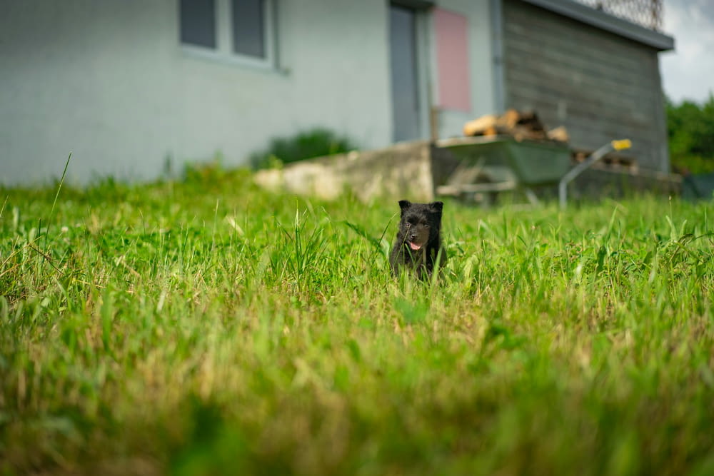a small black dog sitting in the grass
