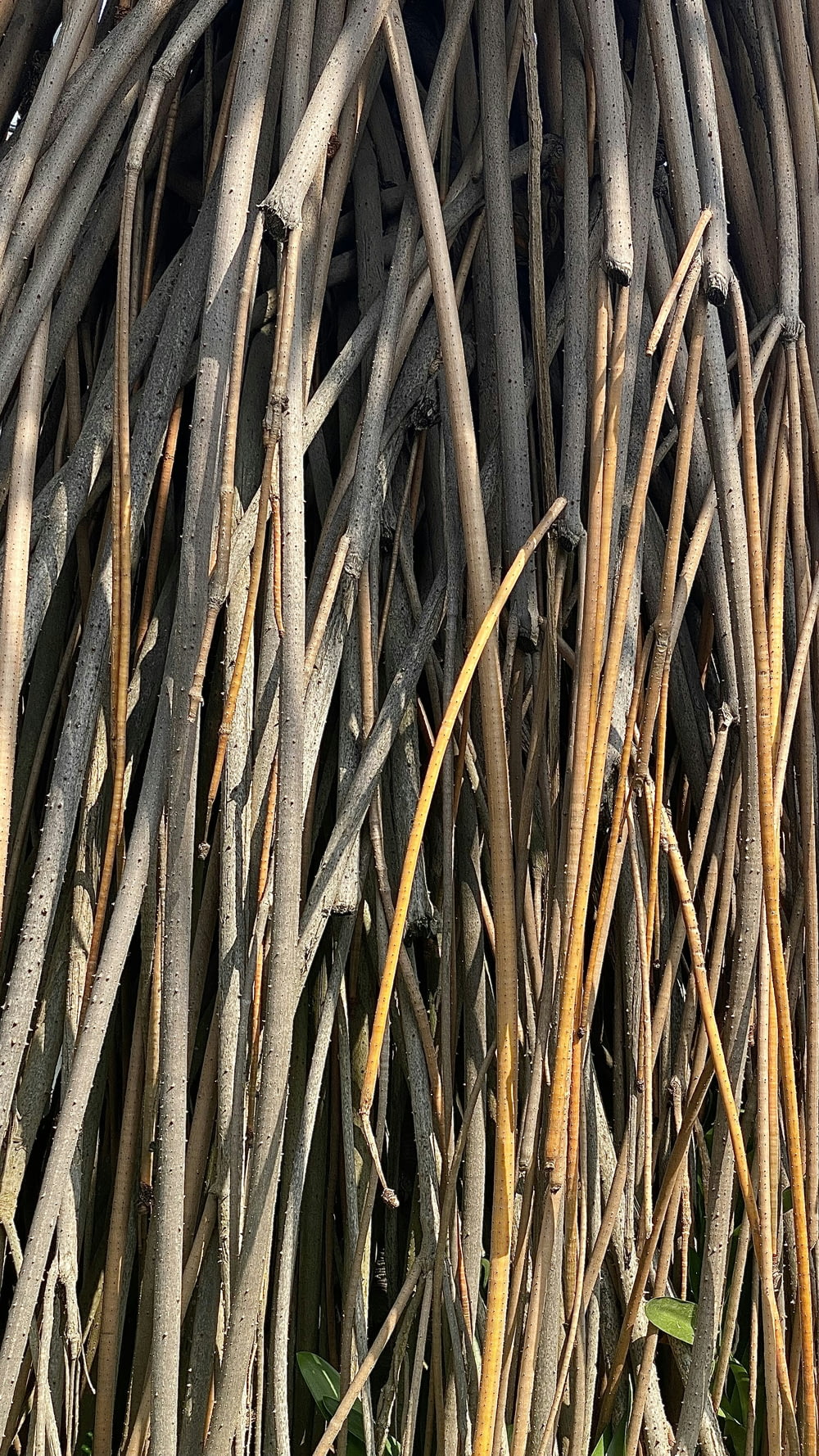 a bunch of sticks that are next to each other