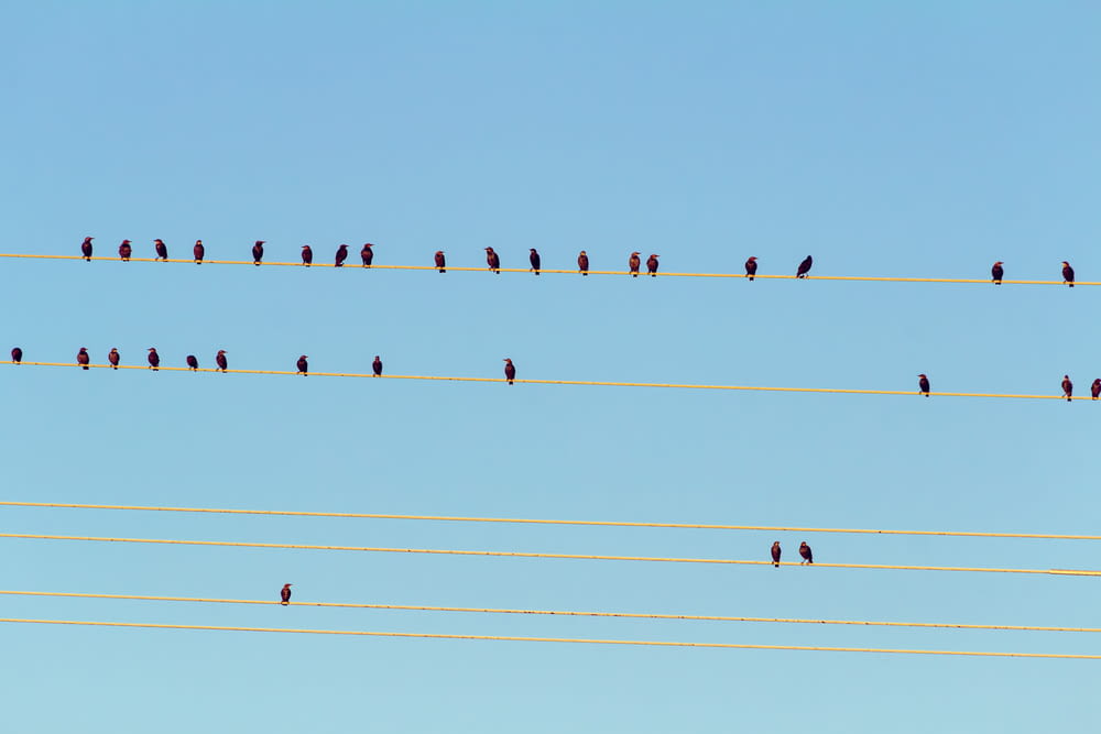 a flock of birds sitting on top of power lines