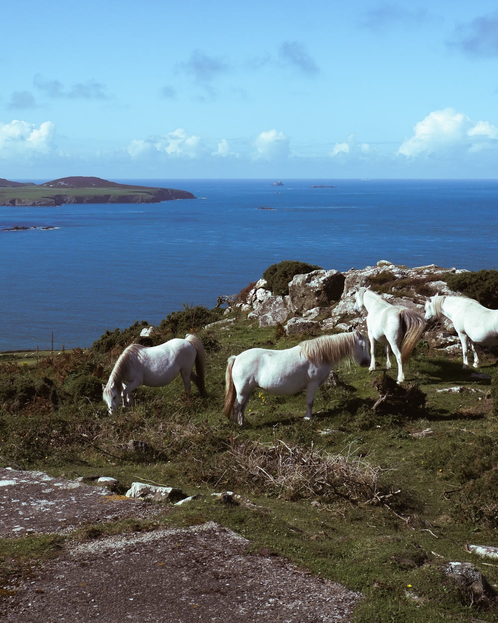 Eine Gruppe von Pferden, die auf einem grasbewachsenen Hügel grasen