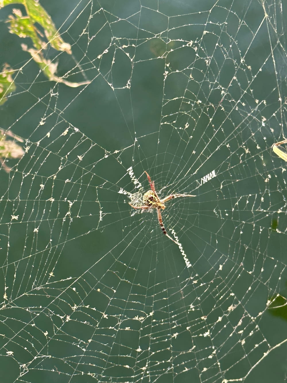 a spider sits in the center of a web