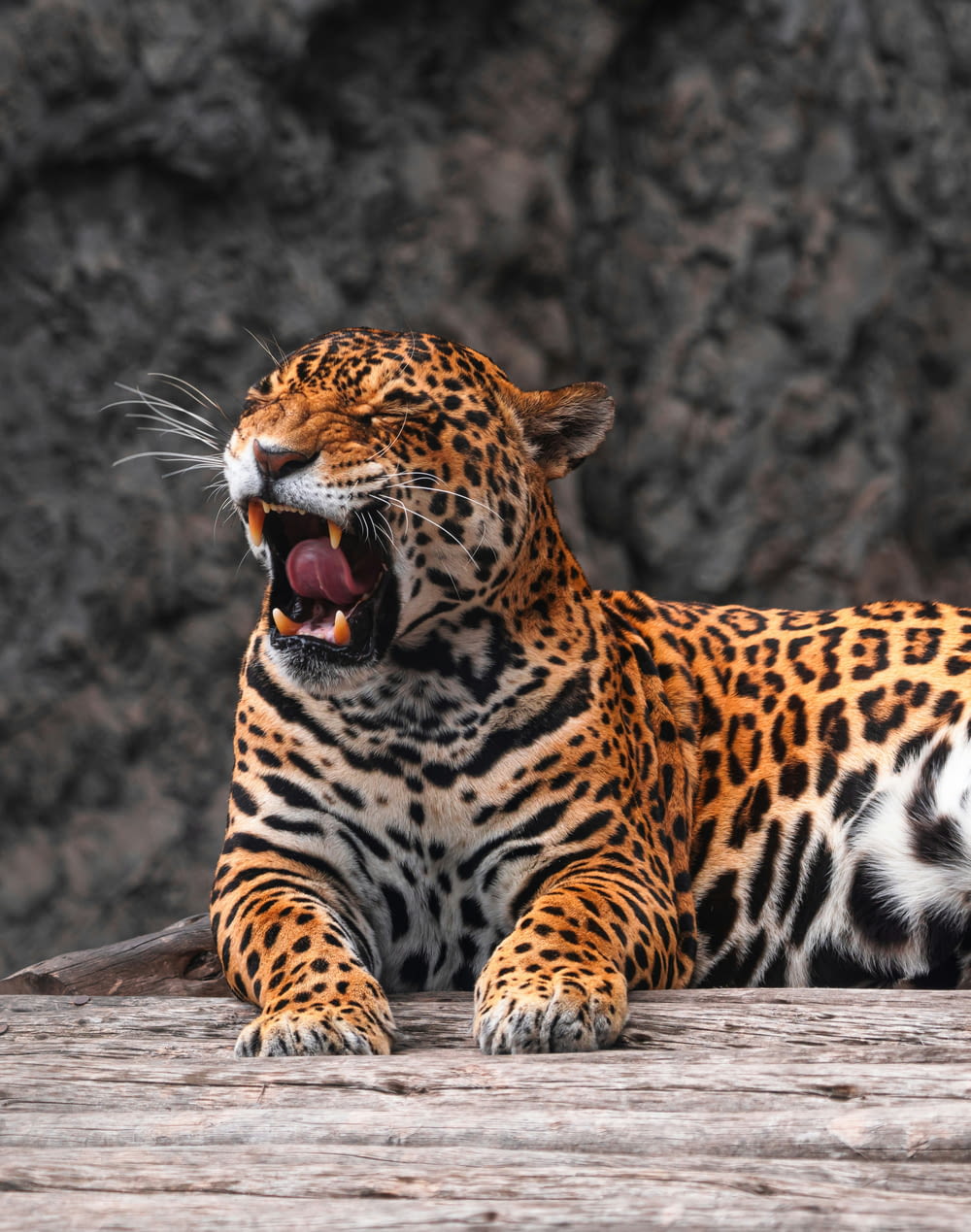 a large leopard laying on top of a wooden floor