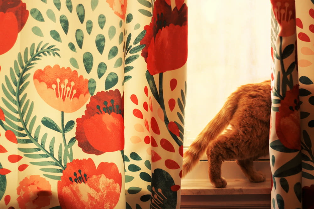 a cat standing on a window sill next to a curtain