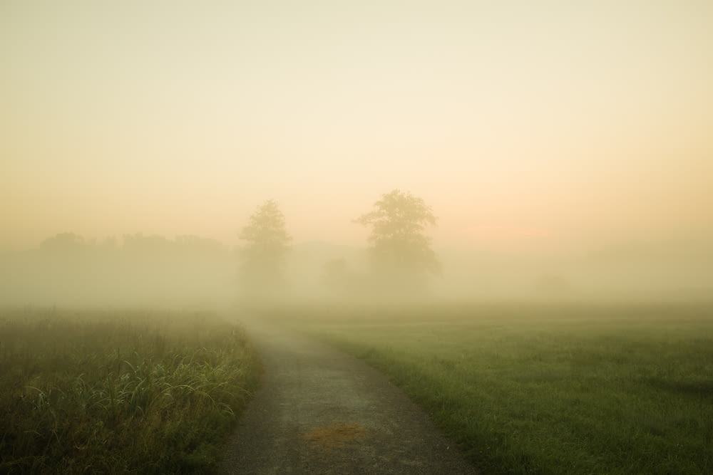a foggy path in a field with trees in the distance
