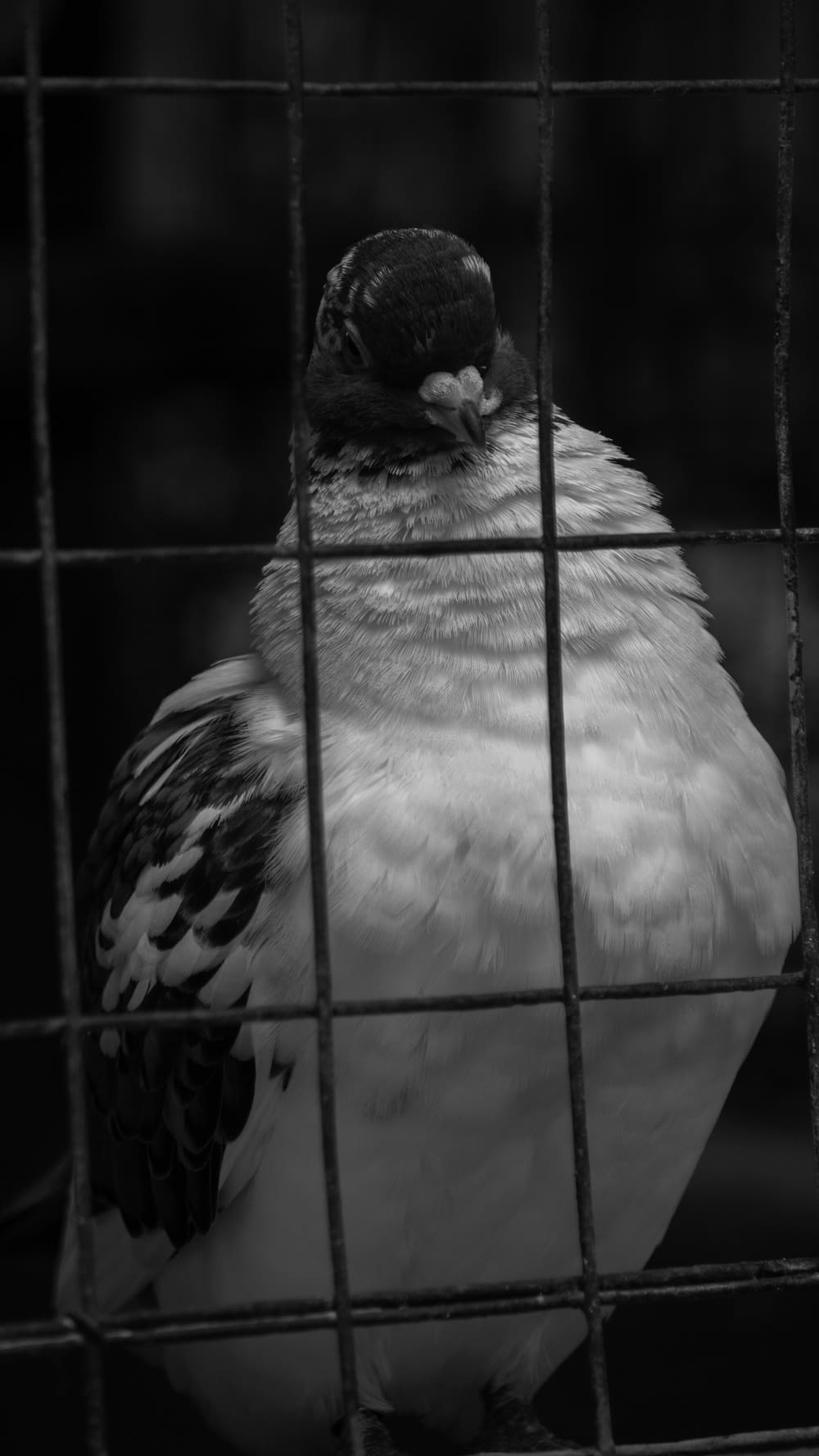 a black and white photo of a bird in a cage