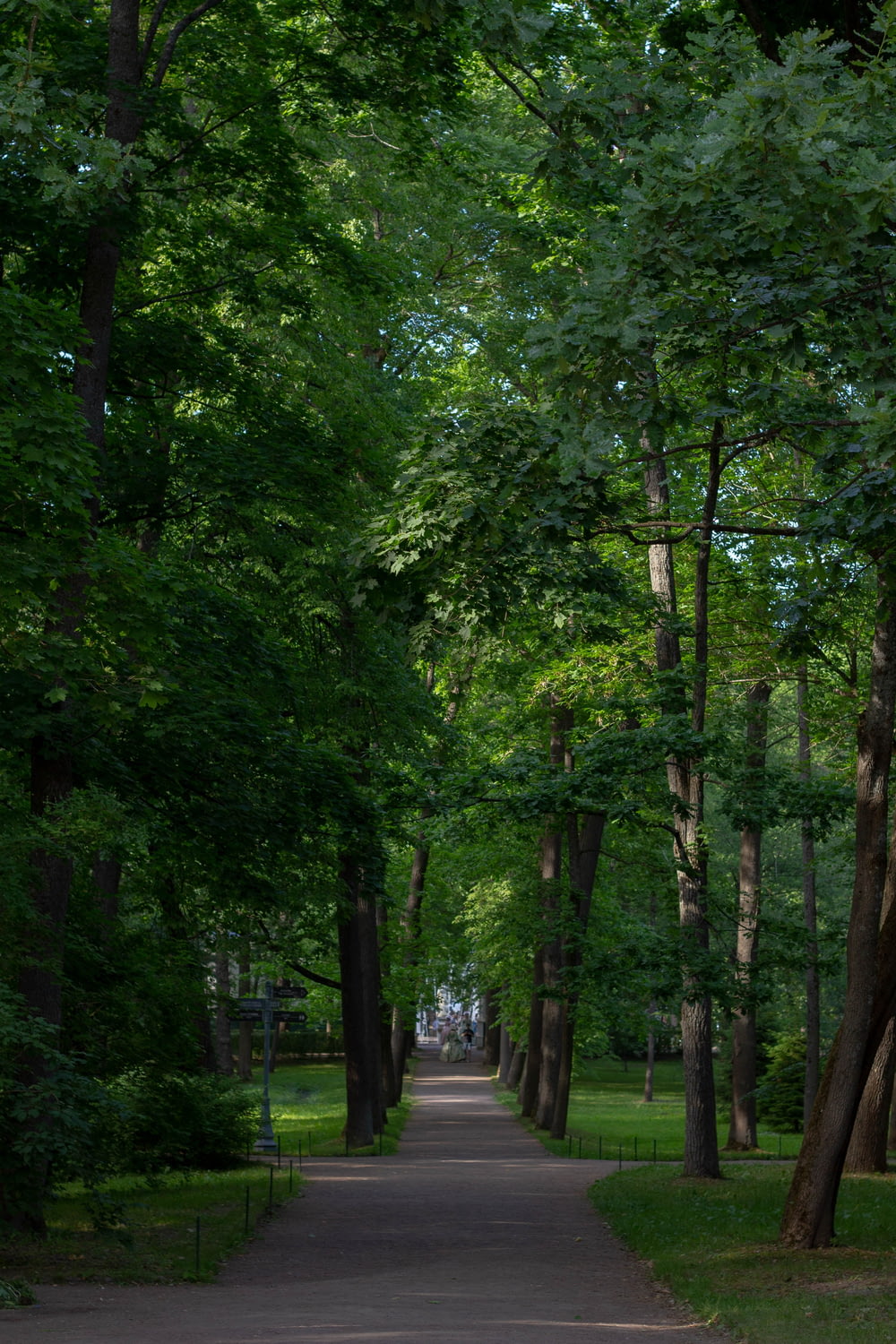 an empty path in a park lined with trees