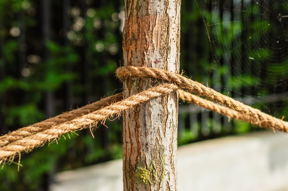 a close up of a rope attached to a tree