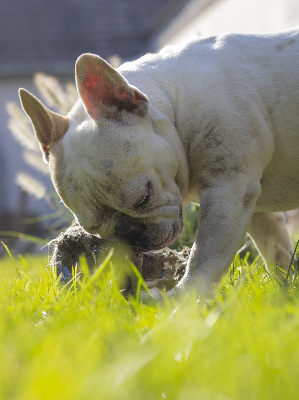 a small white dog chewing on a toy in the grass