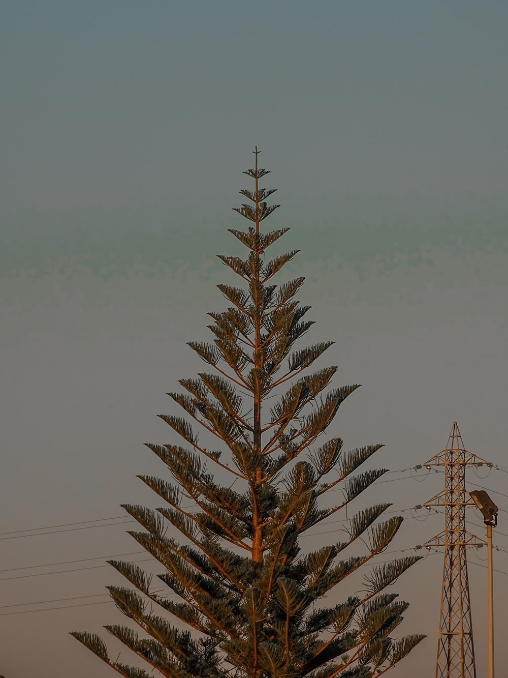 a tall pine tree sitting next to a power line