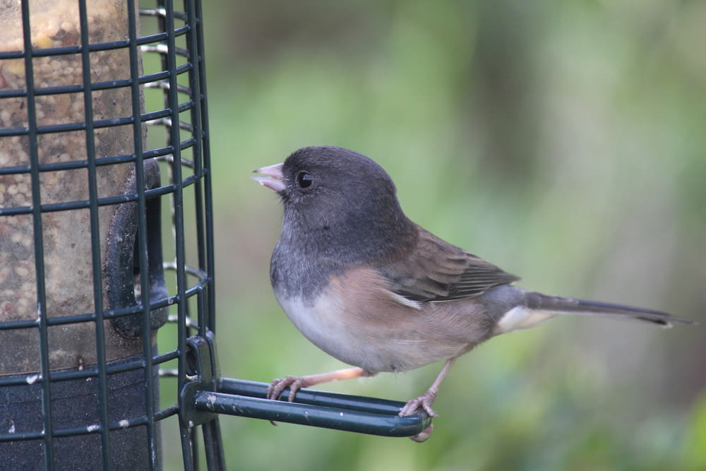 a small bird perched on a bird feeder