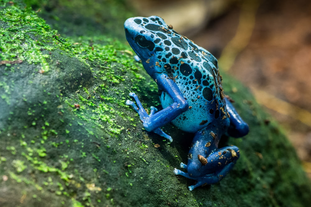 a blue and green frog sitting on a mossy rock