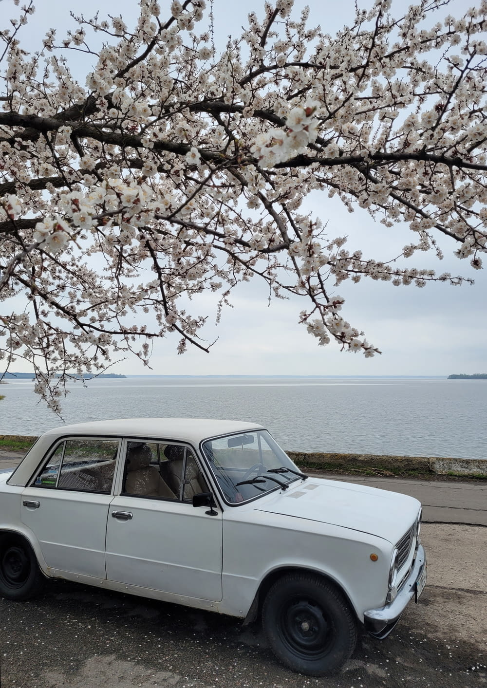a white car parked next to a tree with white flowers