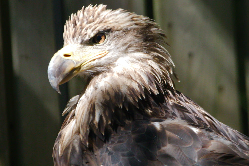 a close up of a bird of prey near a fence