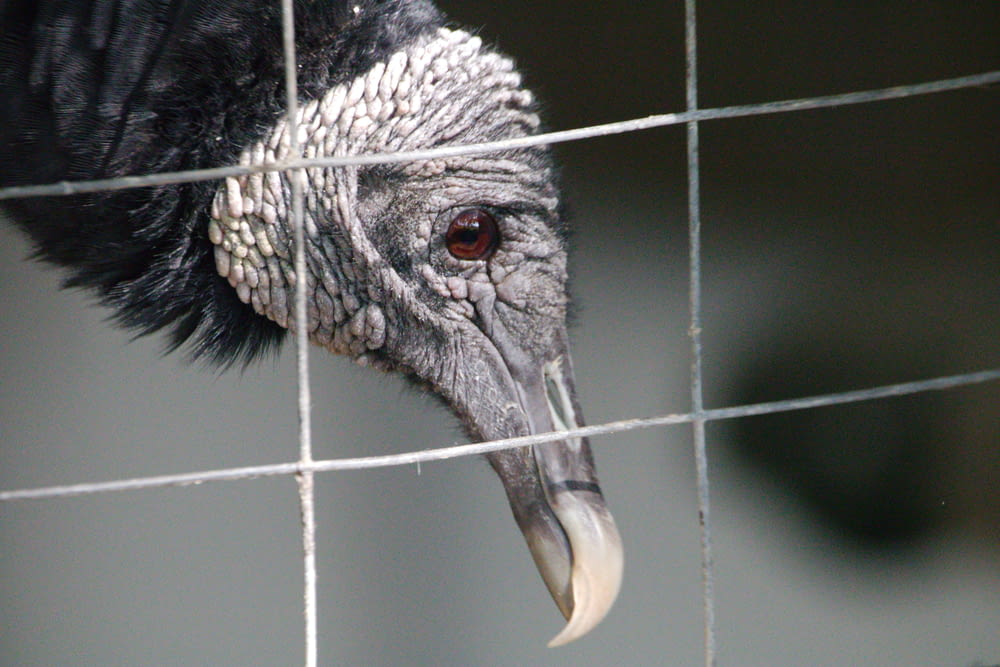 a close up of a bird behind a fence