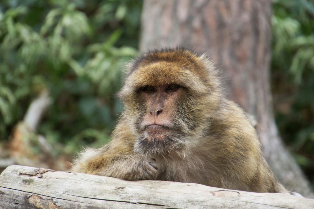 a monkey sitting on top of a wooden log
