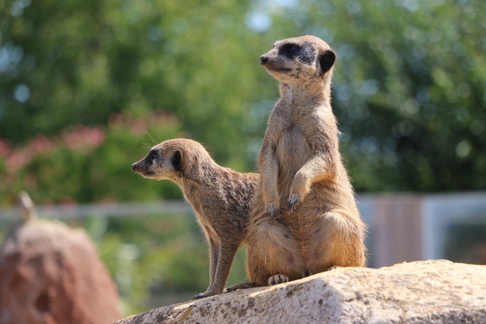 two meerkats standing on top of a rock