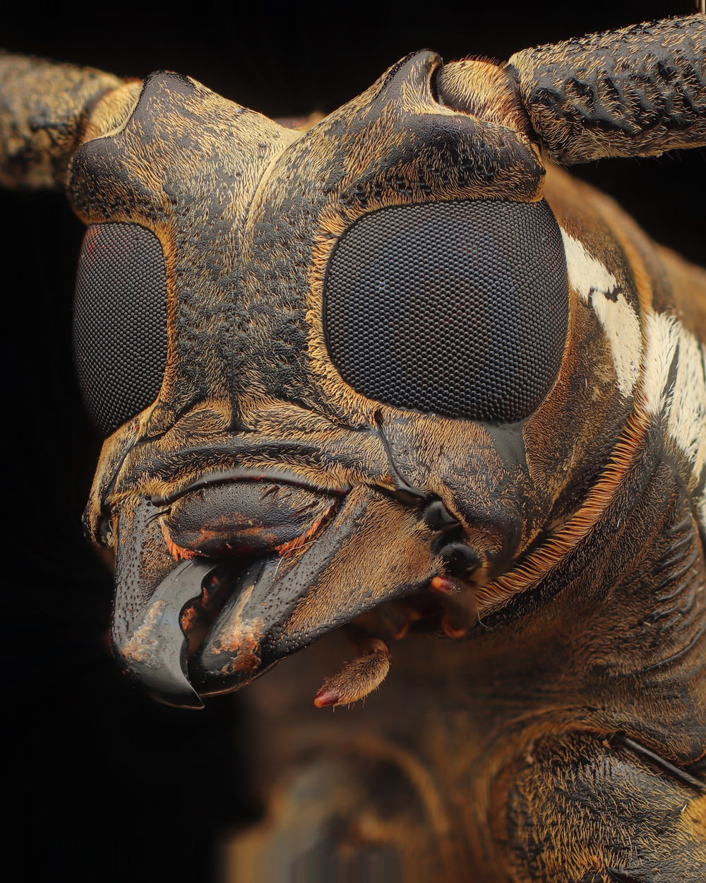 a close up of a bug's face and eyes