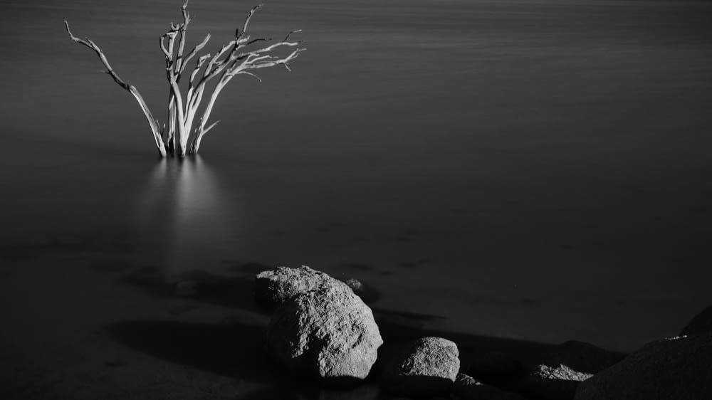 Una foto en blanco y negro de un árbol en el agua