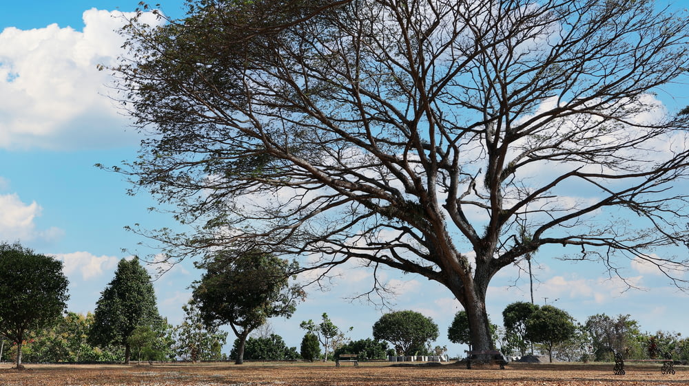 a large tree with no leaves in the middle of a field