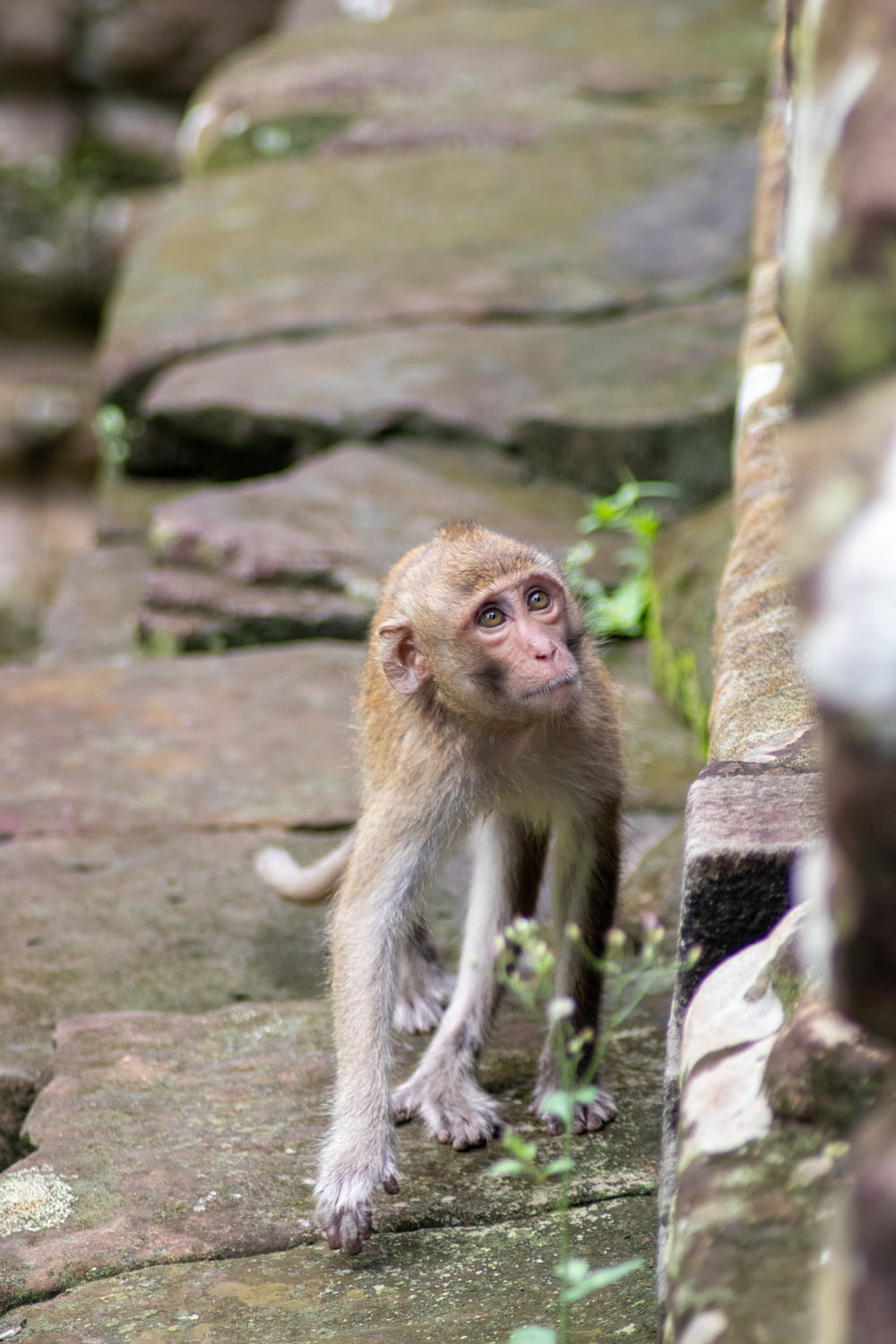 a small monkey standing on a rock wall