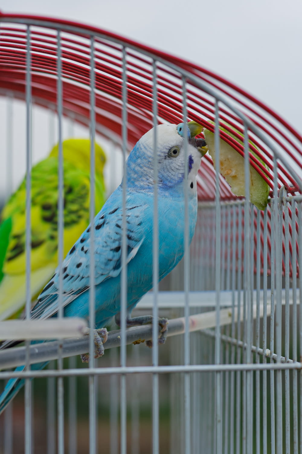 a couple of parakeets sitting in a cage