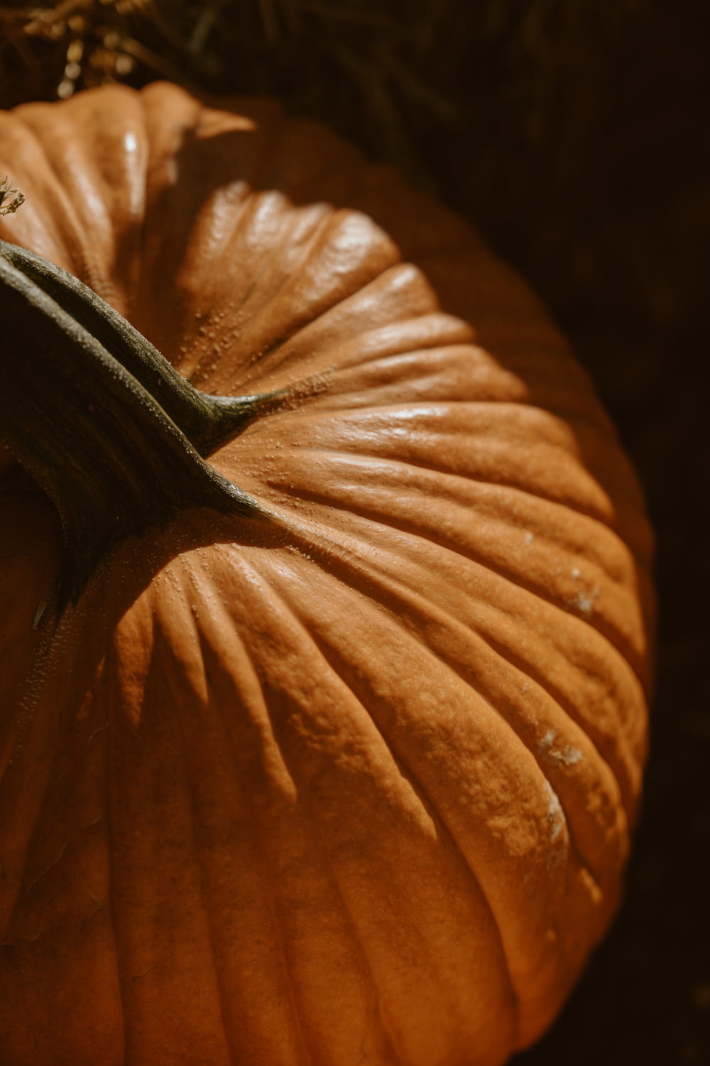 a close up of a pumpkin on the ground