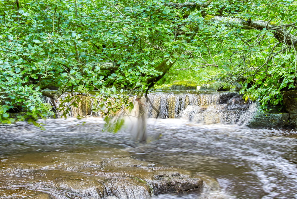 a person standing in a stream of water surrounded by trees