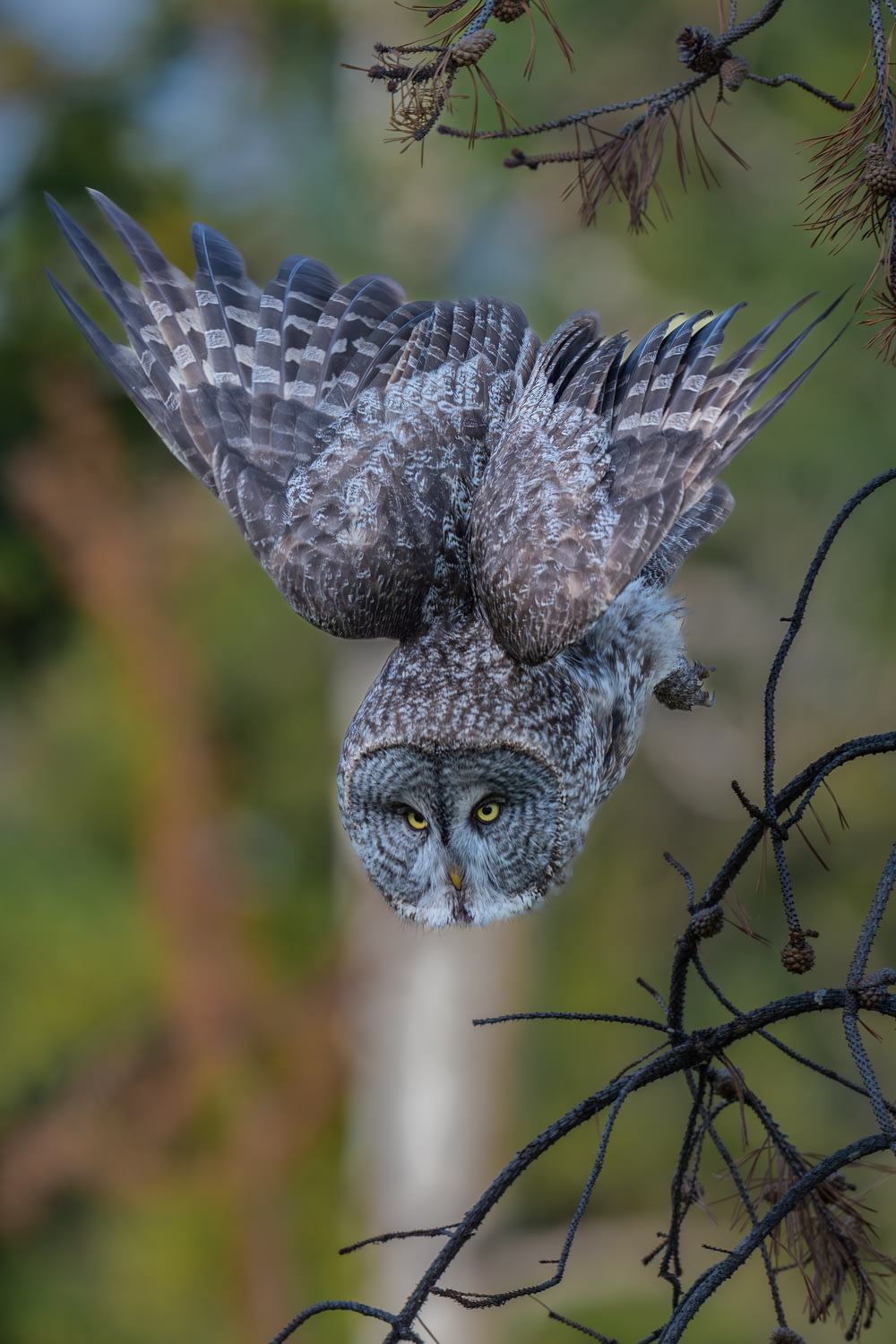 an owl is perched on top of a tree branch