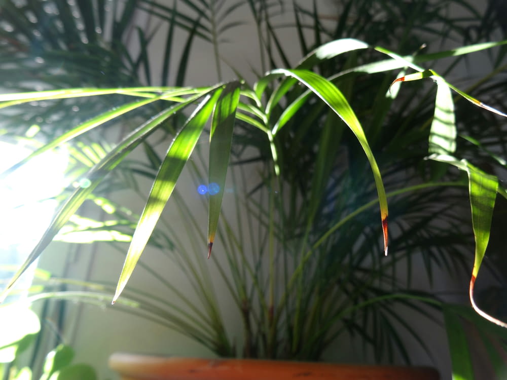 a potted plant in a room with sunlight coming through the leaves
