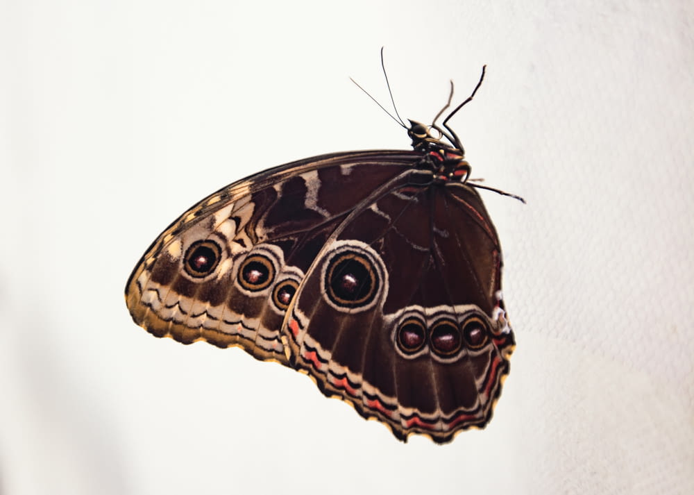 a brown butterfly sitting on top of a white wall